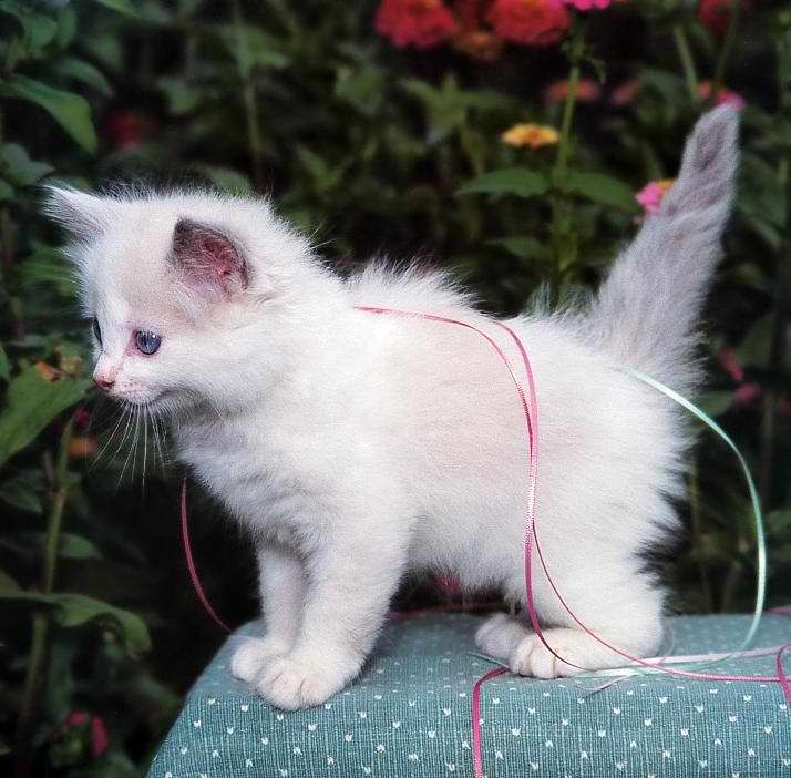 Gatti (10)